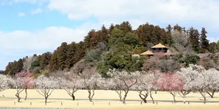 【春】茨城のオススメ花見名所10選
