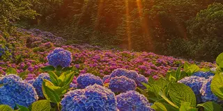 【見附市】花めぐりプラン