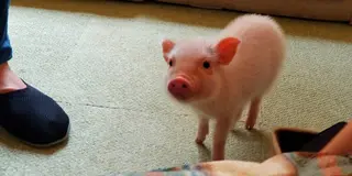 目黒でマイクロブタとスイーツで癒されるデートコース