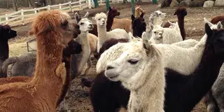 那須のアルパカ牧場と群馬伊香保温泉の旅