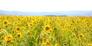 2泊3日🌻日本最北端への旅