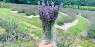 10日間ひとり旅〜庄原・芸北〜