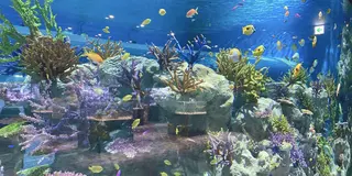DMMかりゆし水族館とビーチを楽しむおでかけプラン
