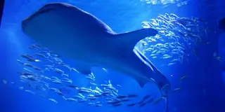 海遊館でドライブデート
