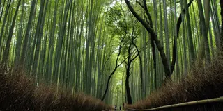 京都嵐山〜竹林を満喫〜