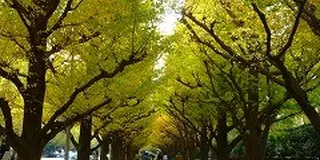 イチョウに誘われ外苑前デザイン建築散歩！