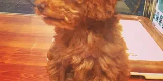 仕事で疲れたら吉祥寺で自然とペットに癒されよう！
