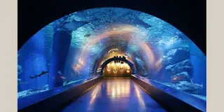 ”子供が主役”の超気軽な都心の本格水族館