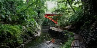 都会のオアシス！等々力渓谷で癒やされよう