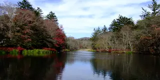 癒しのカモ池🦆