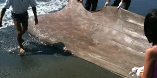 大磯で地引き網を体験しよう！