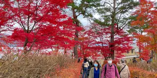 山中湖に紅葉見に行く