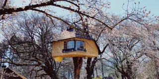 山梨お花見ぶらり旅🌸