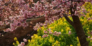 松田山ハーブガーデンで河津桜と菜の花鑑賞！　美味しいピザを食べつつ、釣り堀で一休み♪