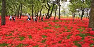 曼珠沙華の群生は、まるで黄泉の国