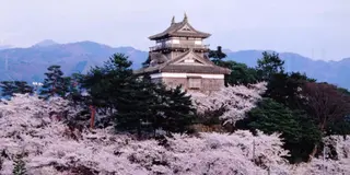 現存１２天守の丸岡城からの福井桜三昧
