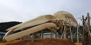 地球史上最大級の生物／シロナガスクジラを求めて