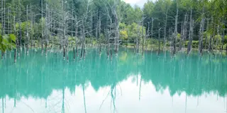 忙しい毎日を忘れよう～富良野・美瑛～