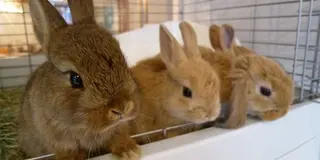 下北沢でウサギを愛でる日。