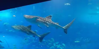 美ら海水族館と瀬底島、そして軽食 木曜館