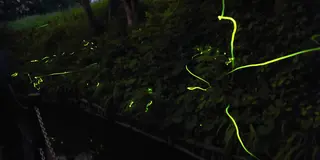 ホタル・蛍の町へ〜長野県／辰野町