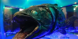 沼津でお魚だらけのおでかけ