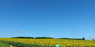 夏のお花見ドライブ