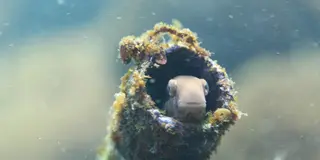 海に沈む幻の1番線ホーム…⁈根府川ダイビング