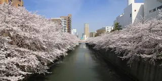 東横沿線（中目黒ー学芸大学）界隈をぶらり散策♡