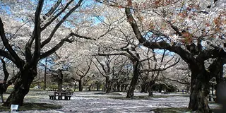 小金井で見つけた都会の中のオアシス
