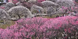 池上梅園は良いよ
