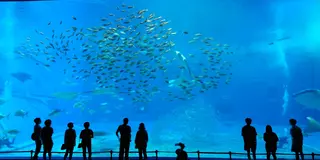 沖縄旅行【雨の日でも楽しむ本部半島プラン】