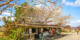 沖縄、日本一早い桜を見に行こう　北部日帰り観光　今帰仁編