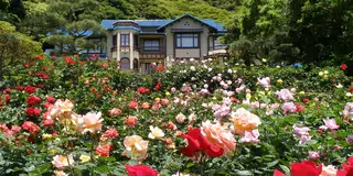 本当は教えたくない！鎌倉のお気に入り5選