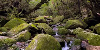 体力に自信がなくても大丈夫！半日で楽しむ白谷雲水峡🌿