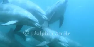 【能登半島】ドルフィンスイム🐬