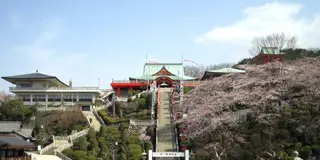 桜🌸の⛩成田山⛰と🍡成田参道食べ歩き🍘