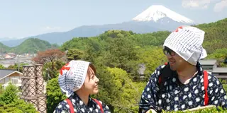 【日本の春を巡る！】絶景富士山!!桜づくしと茶摘み体験