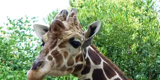 横浜/桜木町 子供と無料動物園