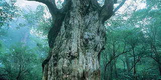 縄文杉だけじゃない！屋久島満喫プラン