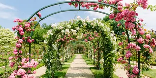 【フランス】マリーアントワネットと薔薇を巡る旅🌹