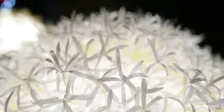 美濃市で和紙とあかりのアートを愉しむ