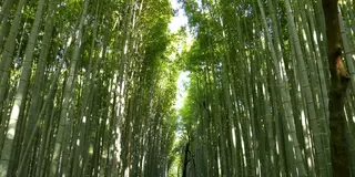 トロッコに乗って紅葉の嵐山を満喫