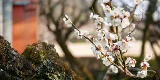 3月上旬がピーク！梅の名所岐阜梅林公園