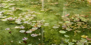 噂のモネの池を見て、温泉と美濃B級グルメを満喫する旅