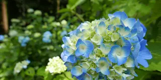 関・板取あじさいまつり　花よりグルメ！
