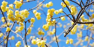 ジツは早春が見ごろ？秩父へ「開花狩り」に行こう♪