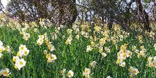 花暦行ってみたい季節の花畑　関東編
