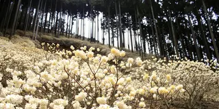 朝来市の写真で見る花巡り