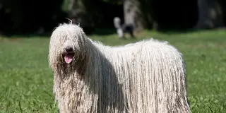 世界の犬族🐩をめぐる旅